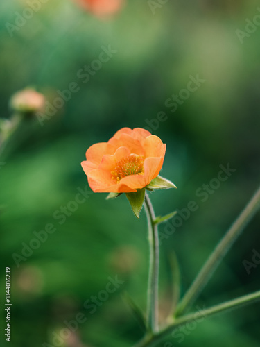 Принти на полотні Orange flower in the garden
