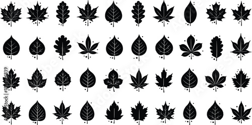 Autumn leaf silhouettes set, black and white botanical vector illustration, various tree leaves collection, minimalist nature icons, flat design elements