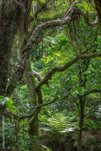 Rain forest in the Coromandel, New Zealand