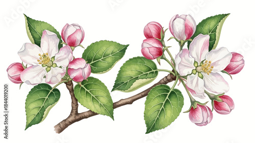 Watercolor Apple Tree Branch Illustration with Green Leaves and Spring Blossoms