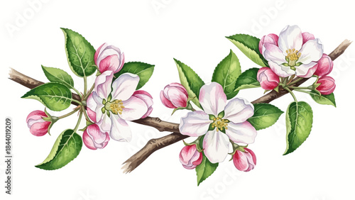 Watercolor Apple Tree Branch Illustration with Green Leaves and Spring Blossoms