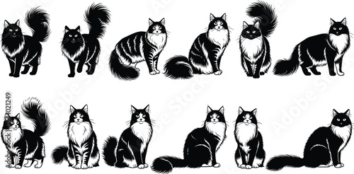 Set of fluffy long hair cat silhouettes in various sitting and standing poses, black and white feline collection vector illustration design