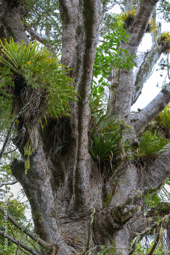 Kauri tree crown - Coromandel New zealand