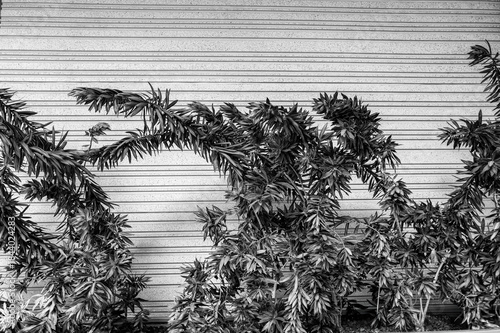 Background of Wind Blown Bushes Against a Contoured Stone Wall in Black and White.