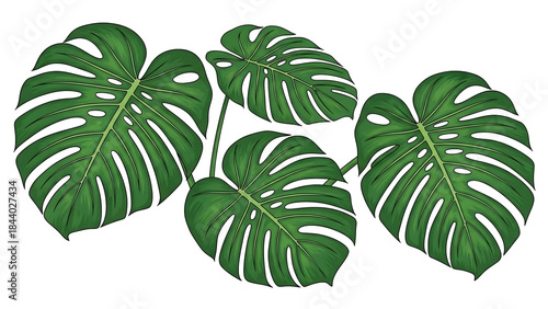 Monstera leaf isolated on transparent background png generative ai