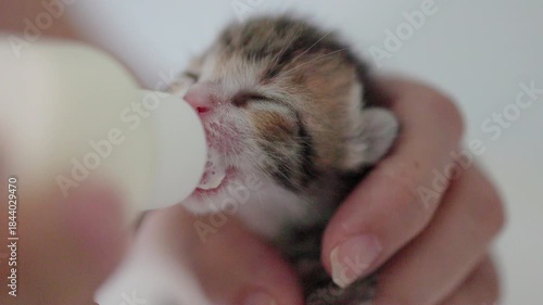 Close up of feeding newborn cute blind  cat with a bottle of kitten milk 