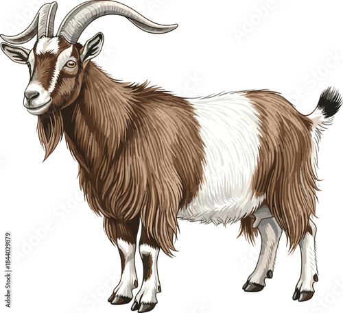 Detailed illustration of a brown and white goat with long fur and curved horns, perfect for farm animal graphics, education, and agricultural designs.