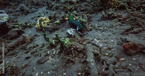Peacock mantis shrimp or Odontodactylus scyllarus underwater on sea bottom