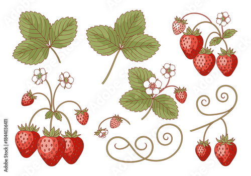 Botanical Strawberry Plant Vector Illustrations Set for Design Projects and Culinary Graphics