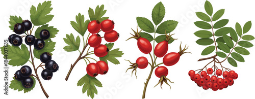 Berry plant illustration set featuring blackcurrant, hawthorn, rose hip, and rowan species for botanical and educational vector content