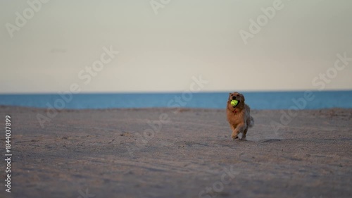 Beautiful Golden Retriever Running in Slow Motion on the beach at sunset