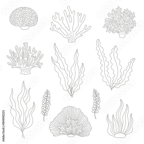 Elegant line art collection of sea plants and coral for creative ocean themed designs, perfect for marine biology projects and nautical decor elements