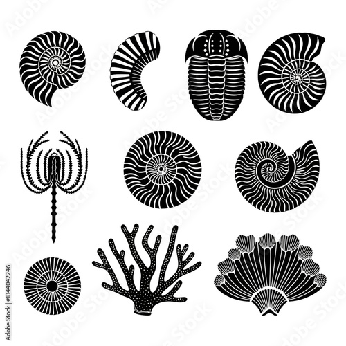 Timeless beauty of marine fossils, elegant black silhouettes for educational resources, captivating design elements, and nature-inspired artwork originally from a scalable graphic