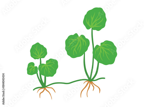 Gotu Kola Leaves Plant Illustration