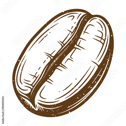 Detailed sketch of a single coffee bean in a rustic vintage style illustration