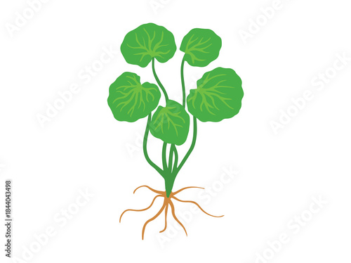 Asiatic Plant Gotu Kola Illustration