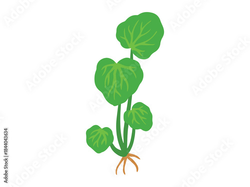Gotu Kola Plant Vintage Illustration