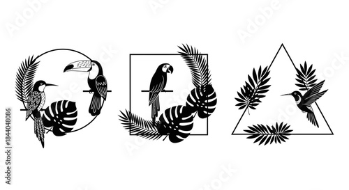 Exotic tropical birds toucan macaw hummingbird with lush palm leaves in elegant geometric frames