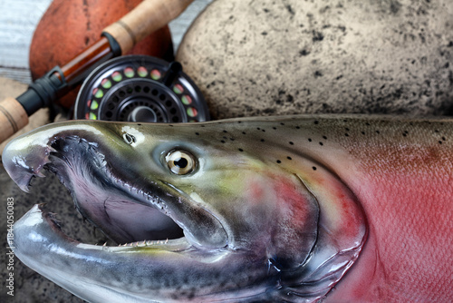 Close up head shot of a trophy mature spawn coho salmon on natural river rock stone background plus fly fishing equipment like reel and rod