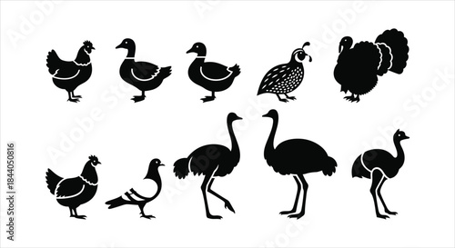 Assortment of avian creature silhouettes, showcasing common poultry and majestic ground-dwelling birds