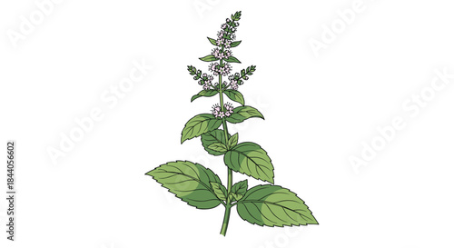 Detailed botanical illustration depicting a flowering mint plant with vibrant green leaves and small light purple blooms.