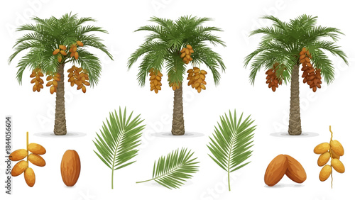 Date palm trees with dates and leaves isolated on white background