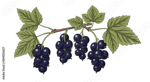 A beautifully illustrated branch of ripe blackcurrants with green leaves, showcasing the berries in various clusters, perfect for summer harvest themes.