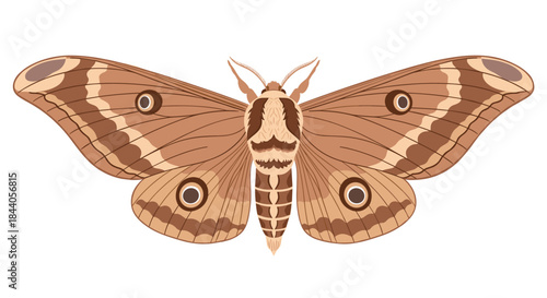 Elegant brown moth with intricate patterns and distinctive eye spots on its wings, depicted in a detailed illustration.