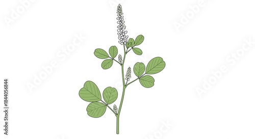A detailed botanical illustration showcasing a flowering plant with green trifoliate leaves and upright white flower spikes on a white background.