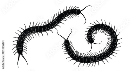 Two black centipedes or millipedes, one elongated and the other curled, depicted in a monochrome illustration.