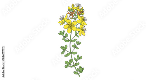 An enchanting dotted line illustration of St. John's Wort, highlighting its sunny yellow flowers and lush green leaves, a symbol of herbal wellness.