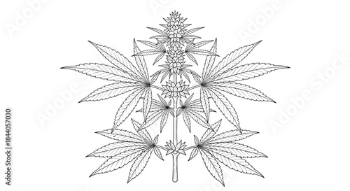 Detailed black and white line art illustration of a cannabis plant, showcasing its distinctive palmate leaves and developing flower clusters.