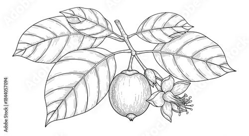 Detailed black and white botanical illustration of a fruit-bearing plant branch, showcasing lush leaves, a single round fruit, and delicate flowers and buds.