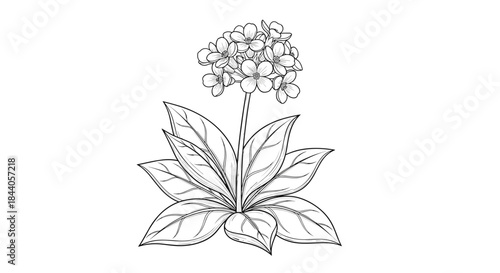 Botanical line art illustration depicting a small flowering plant with a central stalk bearing a cluster of blooms, surrounded by broad basal leaves.