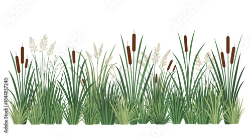 A decorative border of green wetland grasses and brown cattails with white feathery reeds, isolated on a white background.