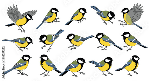 Multiple illustrations of lively great tits with their distinctive black, white, yellow, and green plumage, captured in different natural behaviors.