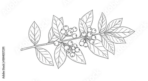 Detailed botanical drawing of a plant branch featuring numerous small berries and textured leaves, presented as a monochrome line art illustration.