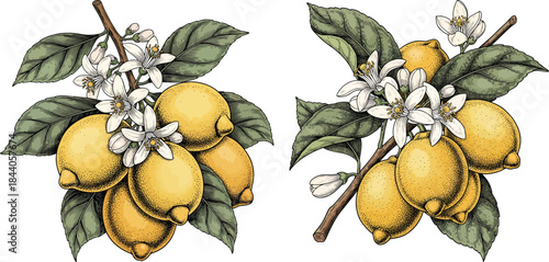 Lemon Blossom Branch With Ripe Citrus Fruits Botanical Vintage Engraved Style Vector Illustration Set