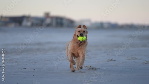 Cute Golden Retriever running on the beach