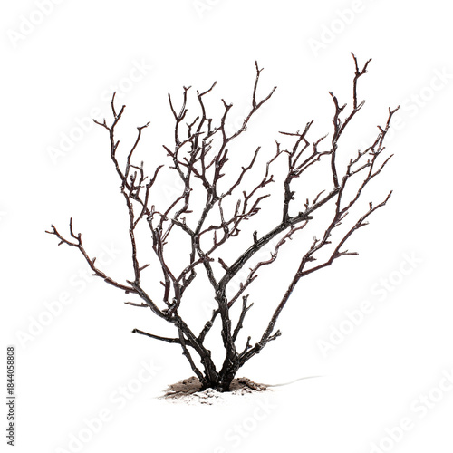leafless shrub with multiple twisted woody branches against a tree transparent background