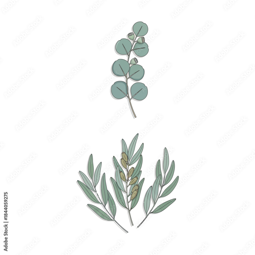 Obraz premium Eucalyptus Leaves and Branches Isolated on White Background