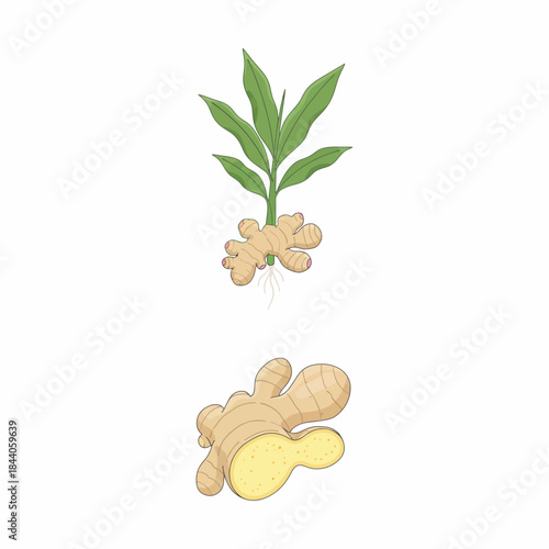 Fresh Ginger Plant with Vibrant Green Leaves in a Garden Setting