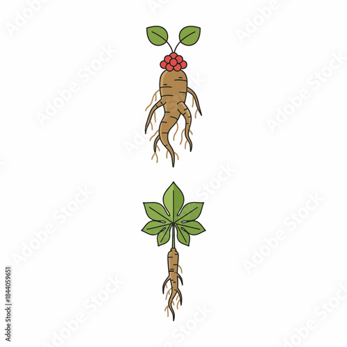 Ginseng Root: The Herbal Powerhouse for Health and Wellness