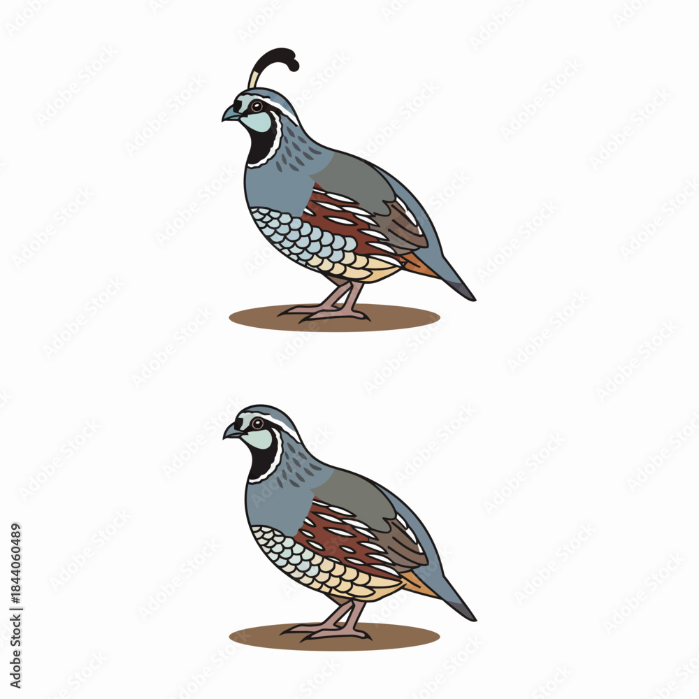 Fototapeta premium Captivating Quail: A Study of Graceful Birds in Their Natural Habitat