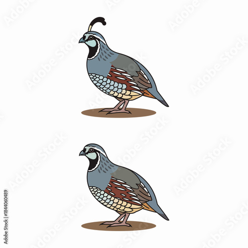 Captivating Quail: A Study of Graceful Birds in Their Natural Habitat