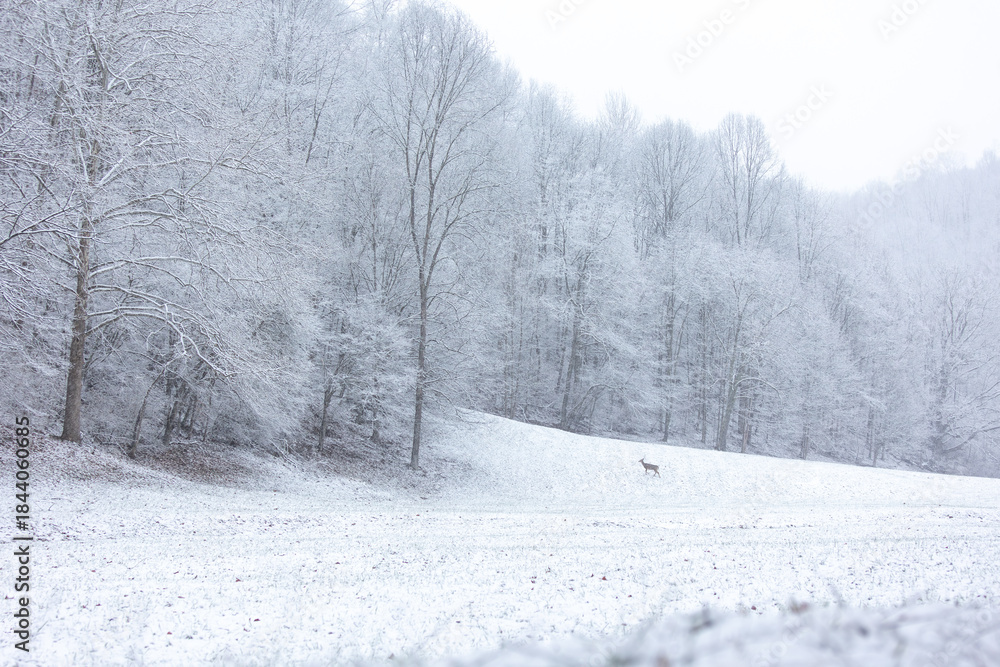 Obraz premium winter forest in the snow with lone deer in distance