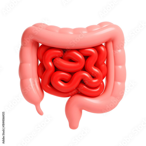3D illustration of the human intestines (small and large), representing the digestive system and gut health.