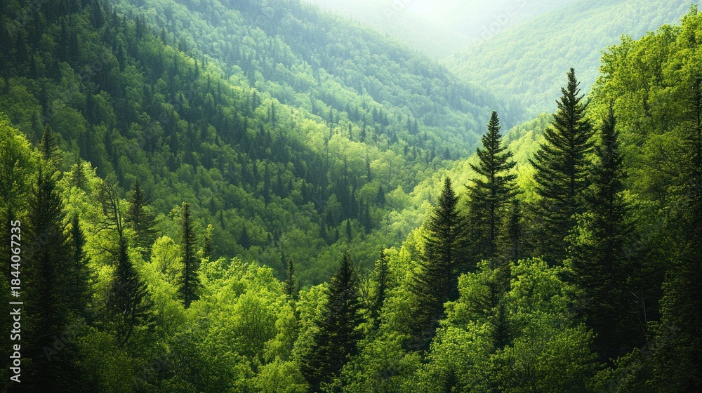 Fototapeta premium Lush green mountain valley forest; nature background
