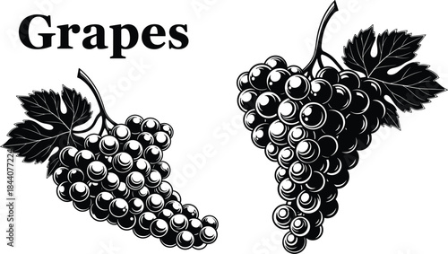Black and white engraving vector illustration set of two grape bunches with vine leaves, symbolizing wine, fruit, harvest, vineyard, organic food, and healthy eating concepts.