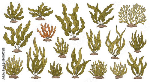 A diverse collection of hand-drawn marine plants and seaweeds, showcasing various aquatic flora and a coral formation on white.
